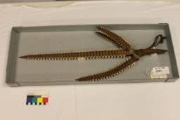thumnail for FMNH99071.02.JPG