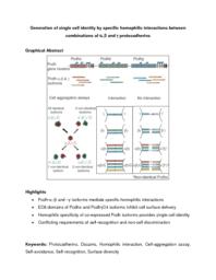 thumnail for Publication_2_Single-Cell_Identity_Generated_by_Combinatorial_Homophilic_Interactions_between_______and___Protocadherins_Cell_2014.pdf