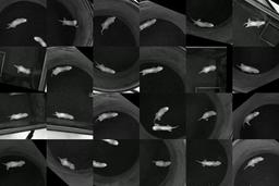thumnail for Supplementary Video 4_ MoSeq syllable - freezing.mp4