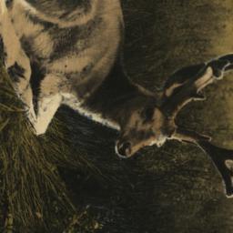 Mule Deer, Antlers in Velve...