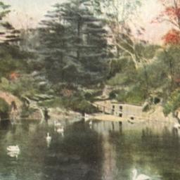 The Swans, Central Park. Ne...