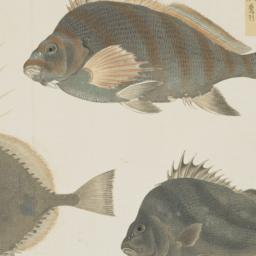 Group of Three Fish from th...