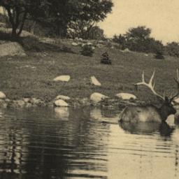 American Elk Bathing New Yo...