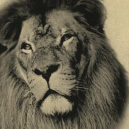 Barbary Lion "Sultan.&...