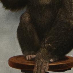 Chimpanzee "Baldy.&quo...