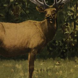 American Wapiti (elk) Antle...