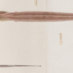 Group of Four Fish from the...