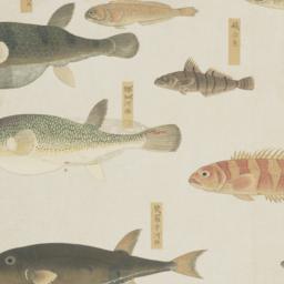 Group of Nine Fish from the...
