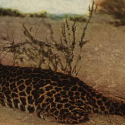 Indian Leopard Cub New York...