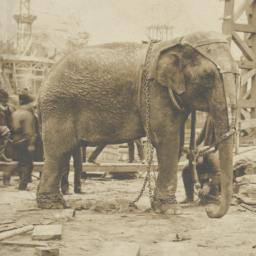 Luna Park: Topsy, elephant ...