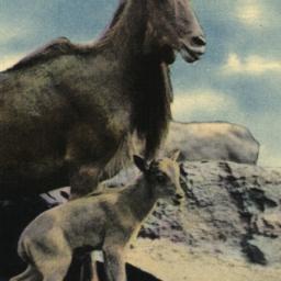 Aoudad and Baby, New York Z...