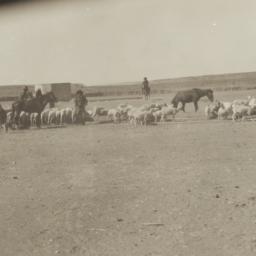 Sheep on Navajo Reservation
