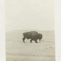 Buffalo on a Field