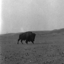 Buffalo on a Field
