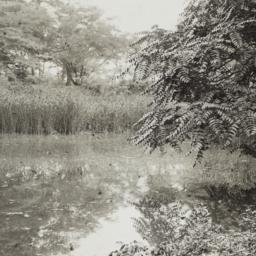 Marsh
